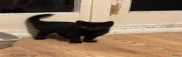 Mixed Breed cats for sale:     3 Beautiful Kittens Ready for Their New Homes - Advert 3