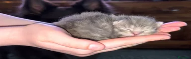 Persian 3