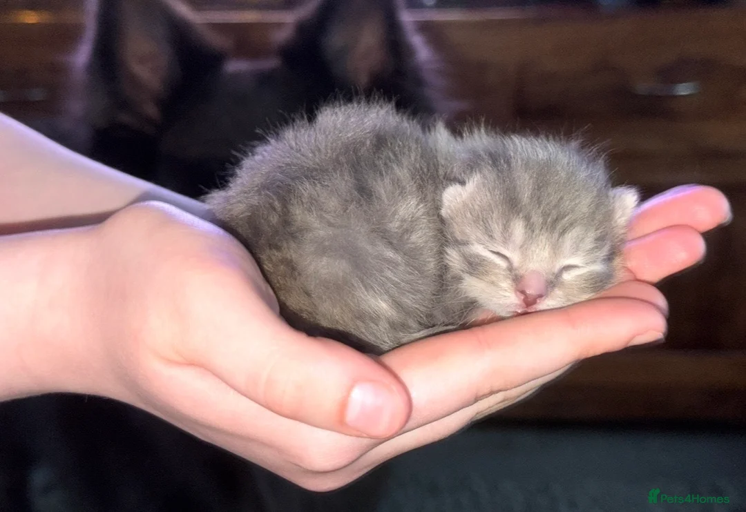 Persian cats for sale: Persian babies ready  in Horley - Advert 2