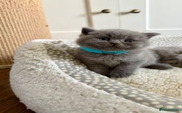 British Shorthair cats for sale: Stunning British short hair kittens  - Image 7