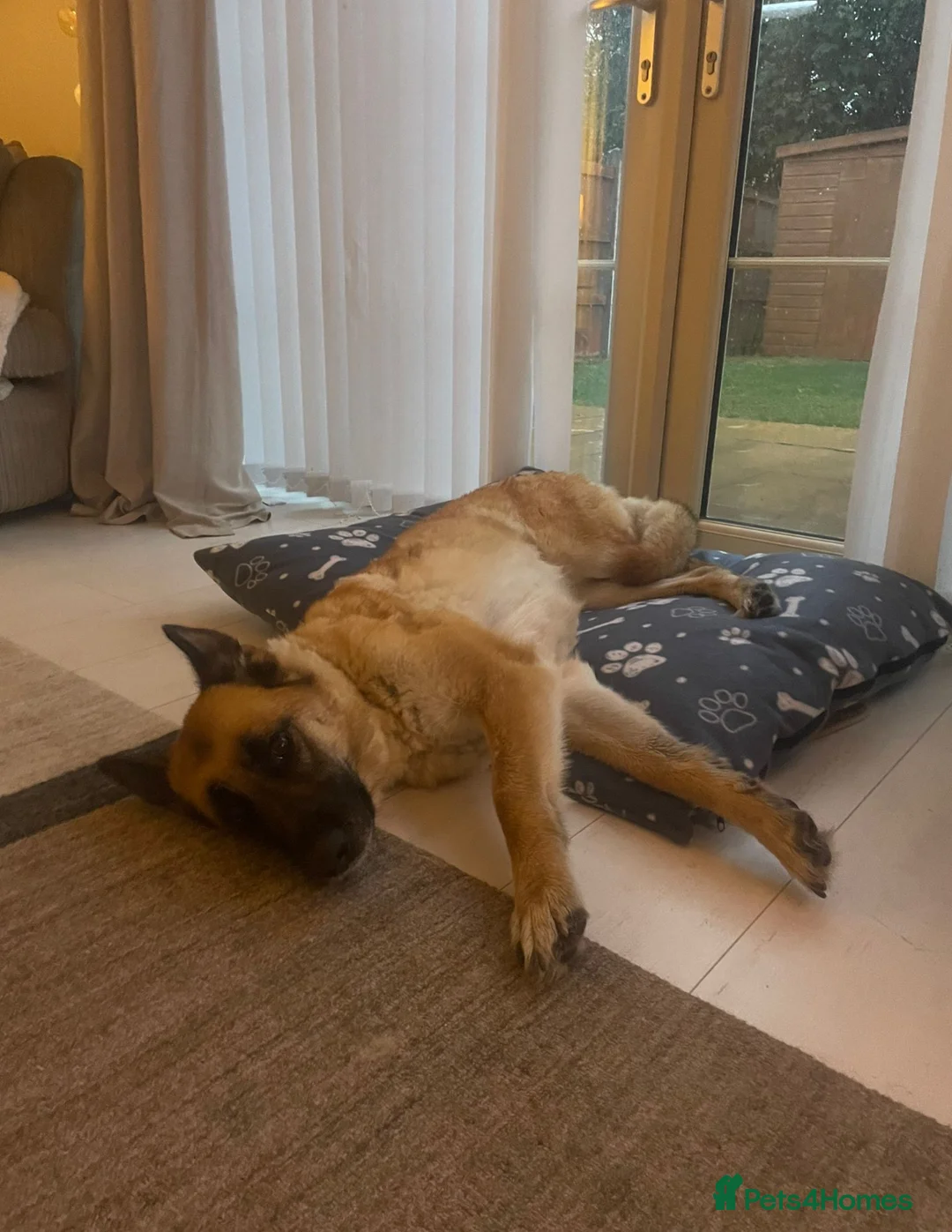 German Shepherd dogs for sale: Beautiful 4 Year Old German Shepherd  in Cheltenham - Advert 1