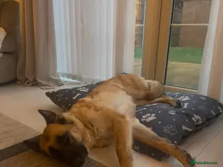 German Shepherd dogs Beautiful 4 Year Old German Shepherd - Advert 5