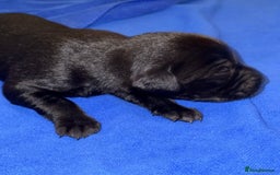 Labrador Retriever dogs for sale: Black Labrador retriever puppies KC registered - Image 5