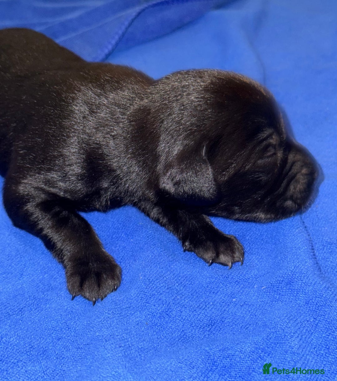 Labrador Retriever dogs for sale: Black Labrador retriever puppies KC registered - Image 5