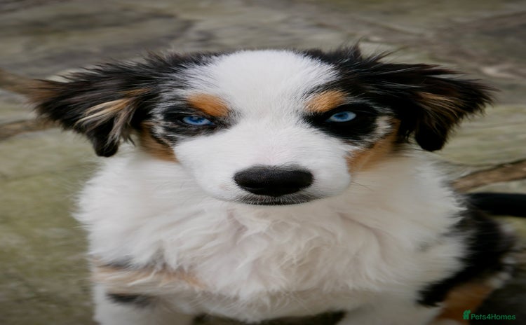 Miniature American Shepherd dogs - Advert 1