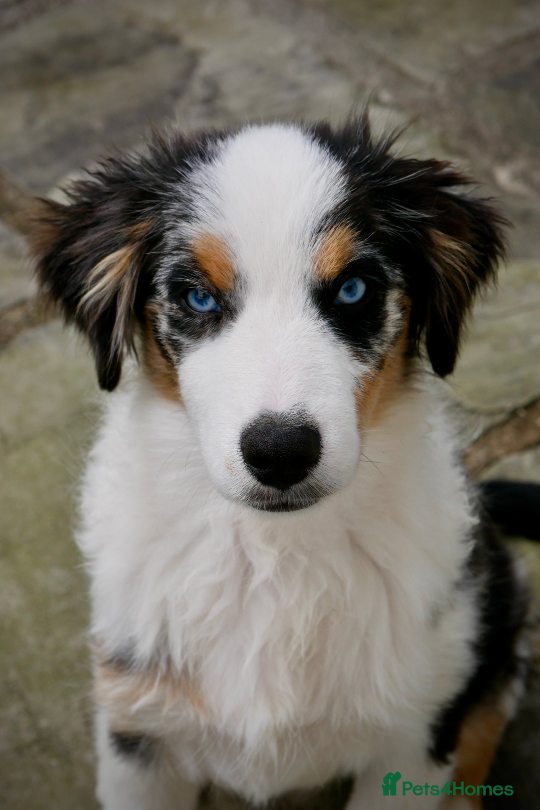Miniature American Shepherd dogs for sale: Miniature American Shepherd - Image 1