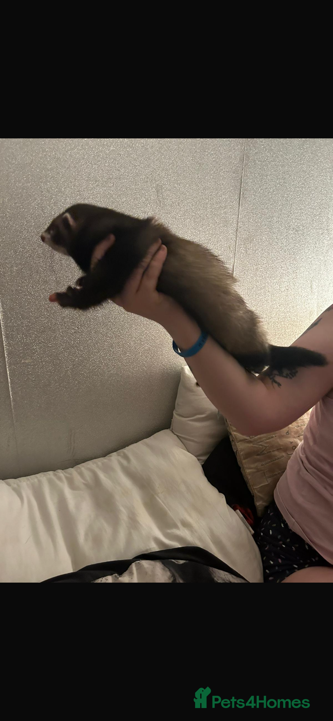 Ferret rodents for sale: 2 year old male ferret  - Image 5