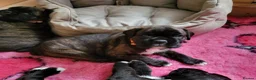 Boxer dogs for sale:  Beautiful Bobtail/ tailed boxer puppy - Advert 6