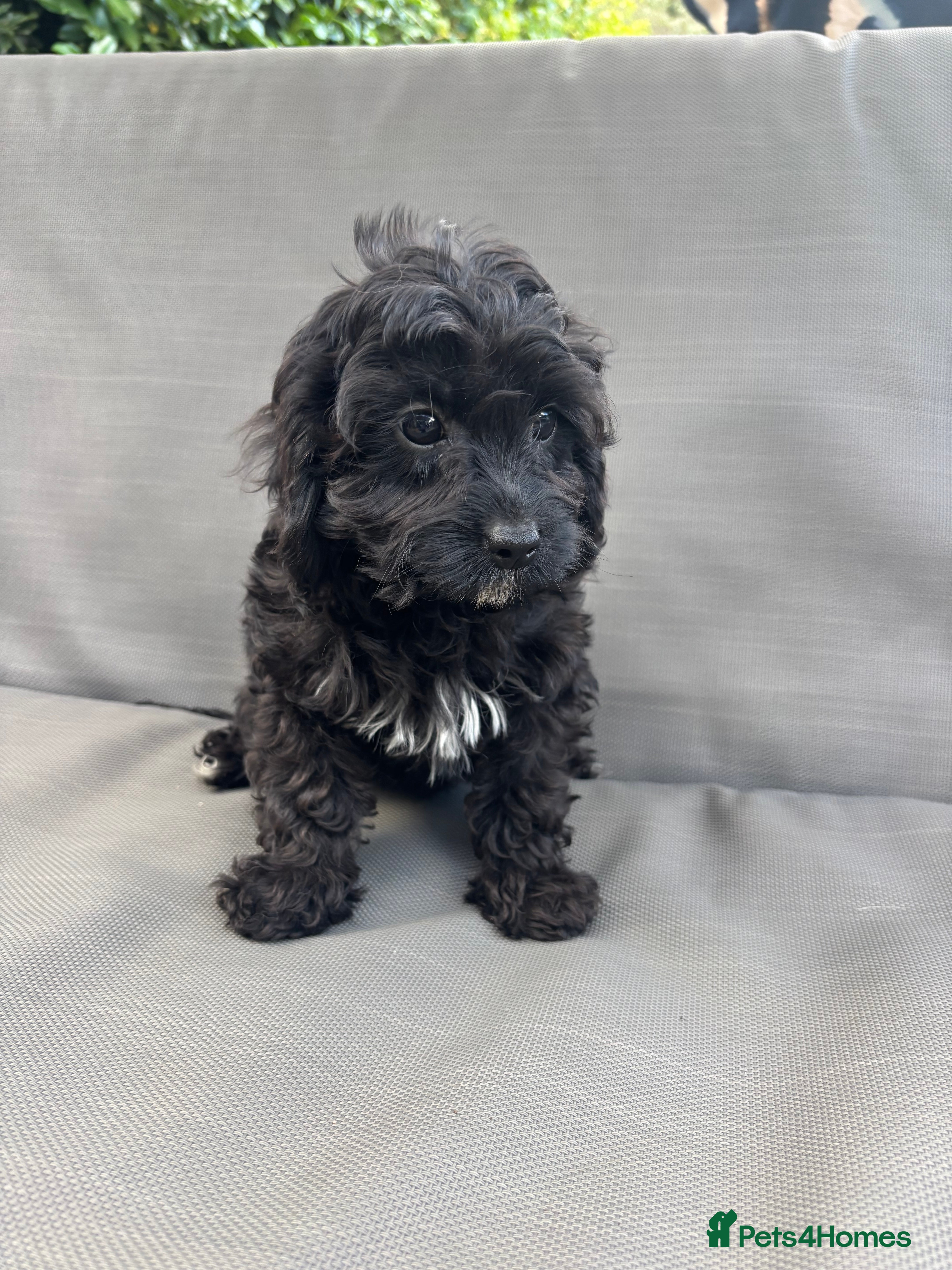 Cavapoo dogs F1 Cavapoo puppies health test clear - Advert 2