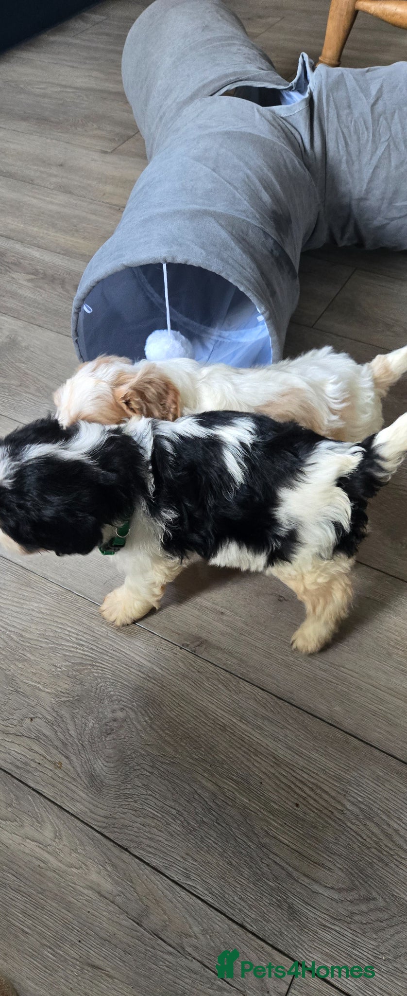 Cavachon dogs Gorgeous Cavachon puppies - Advert 2