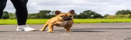 French Bulldog dogs for stud: Henri show winning red fawn stud  - Advert 39