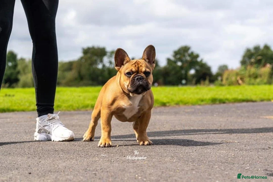 French Bulldog dogs for stud: Henri show winning red fawn stud  - Advert 39