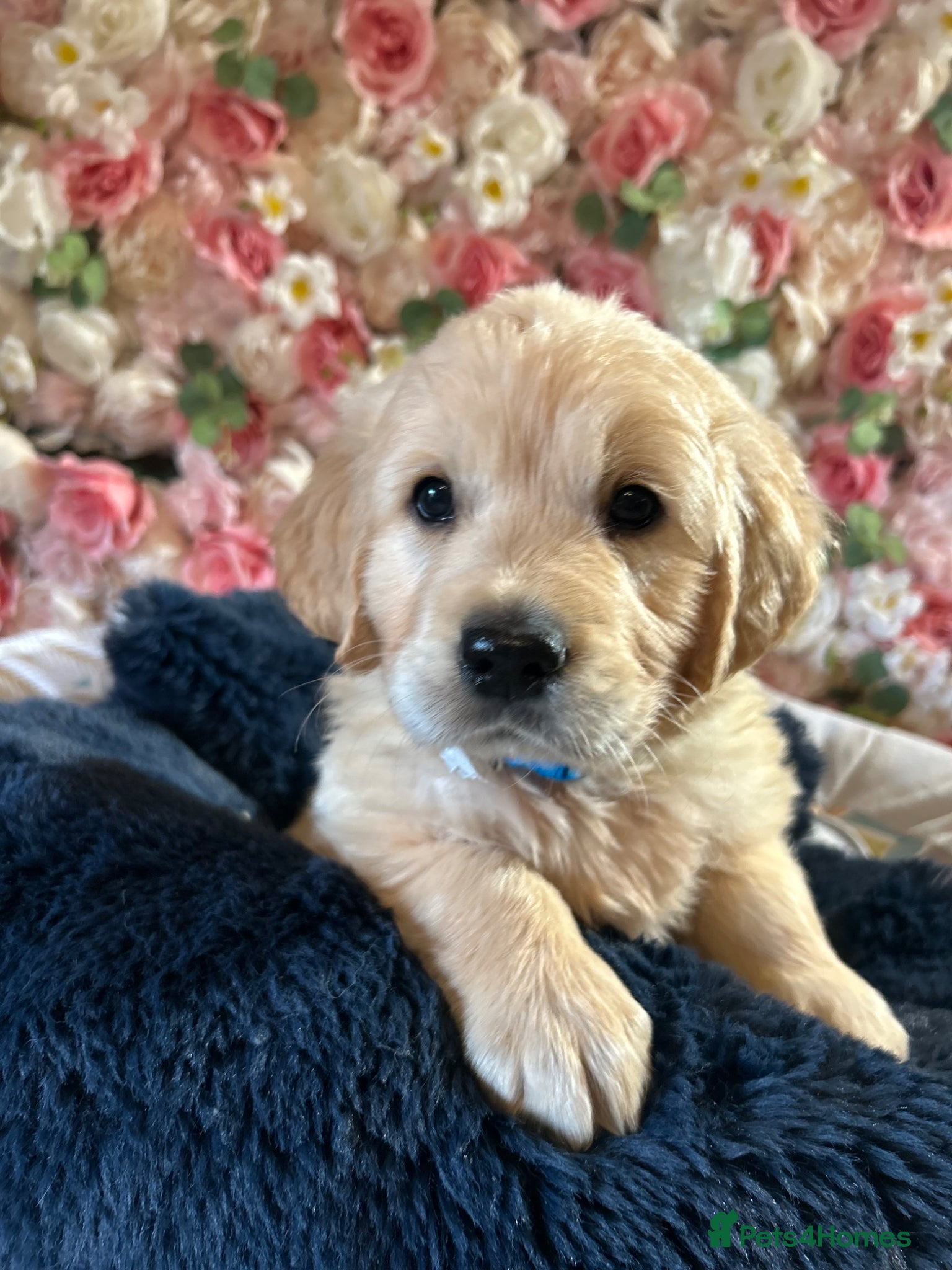 Golden Retriever dogs OUTSTANDING KC REG GOLDEN RETRIEVER PUPPIES  - Advert 1