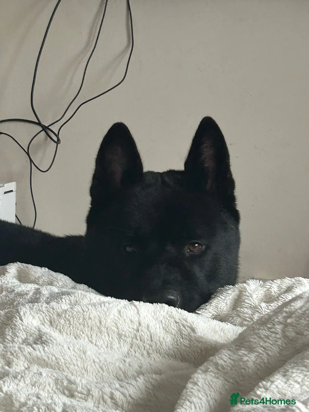 Akita dogs for stud: American Akita for stud  in Birmingham - Advert 7