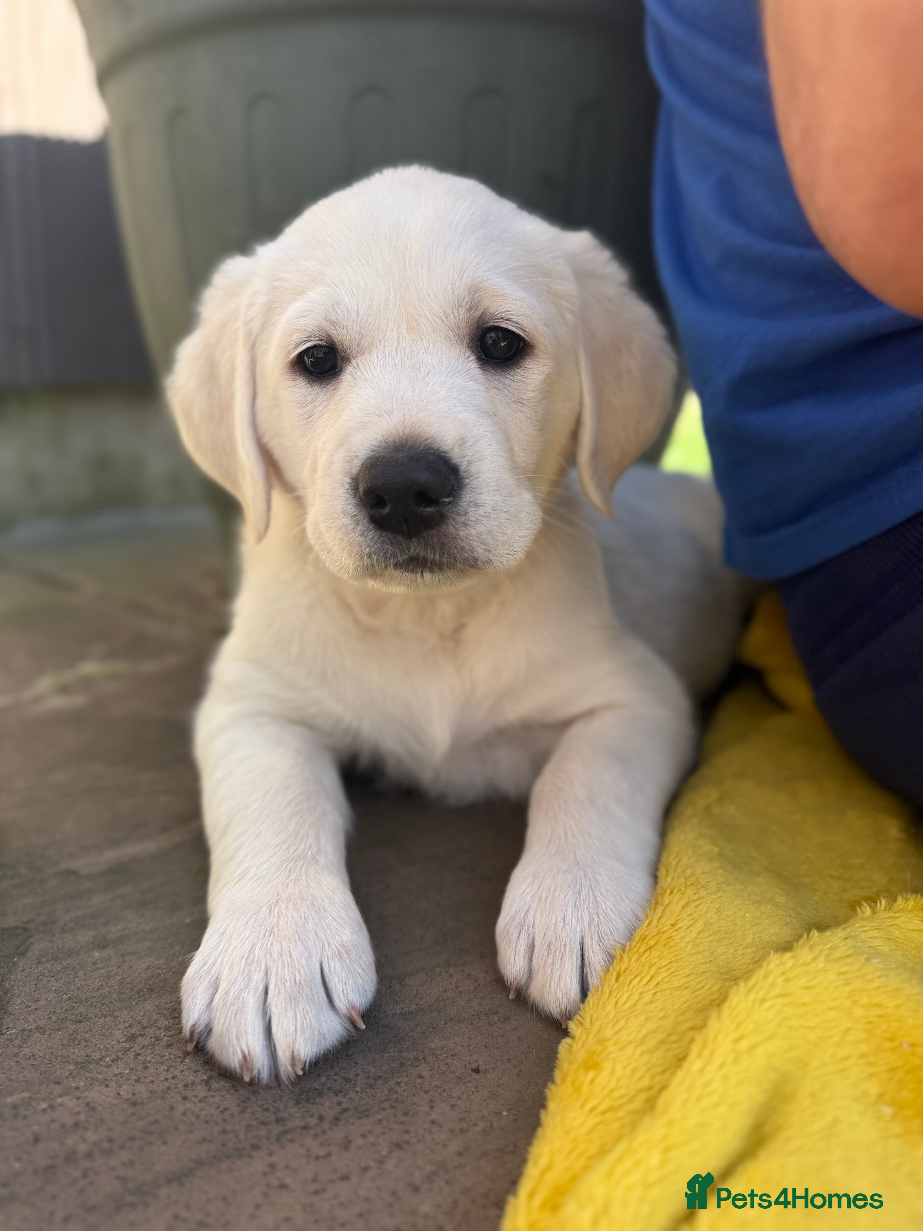 Goldador dogs Adorable White Golden Retriever x Labrador Pups  - Advert 1