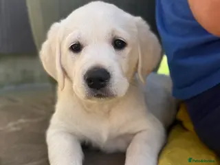 Goldador dogs Adorable White Golden Retriever x Labrador Pups - Advert 1