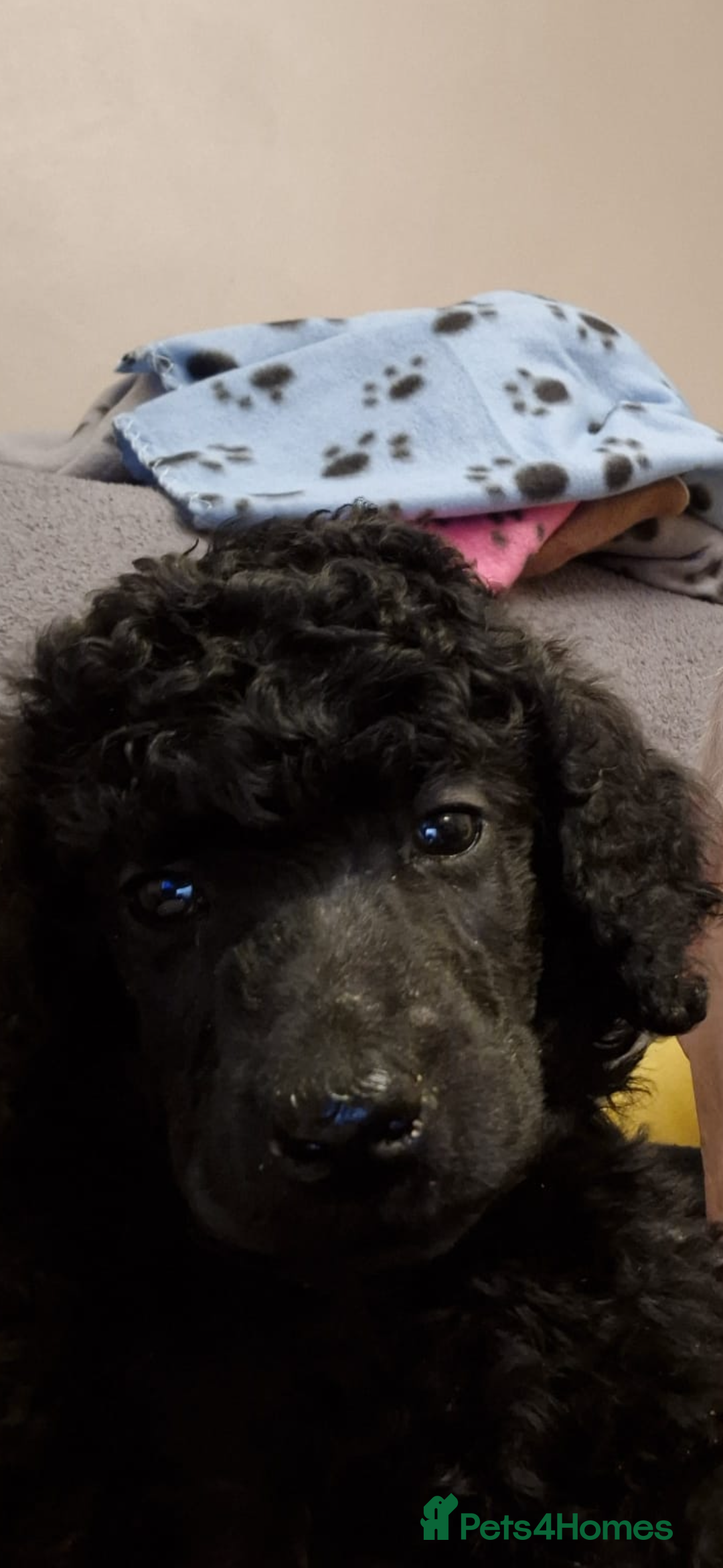Standard Poodle dogs for sale: outstanding litter of standard poodle pups - Advert 5