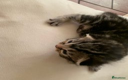 Mixed Breed cats for sale: 3 beautiful kittens for sale - Image 4
