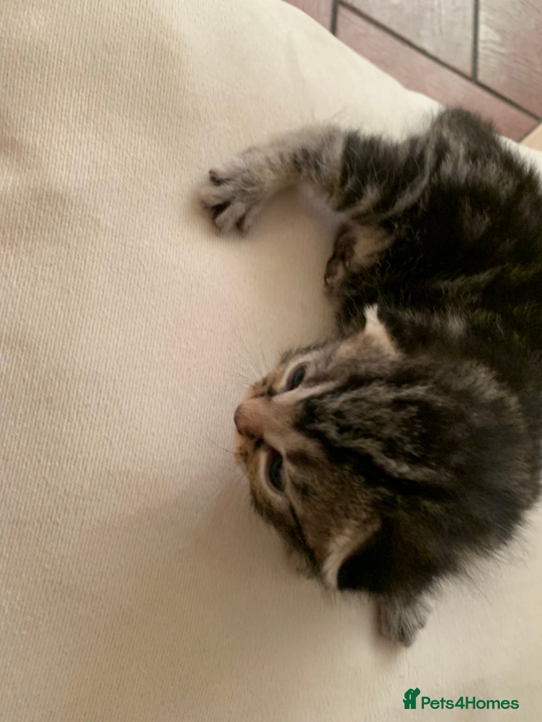 Mixed Breed cats for sale: 3 beautiful kittens for sale - Image 4