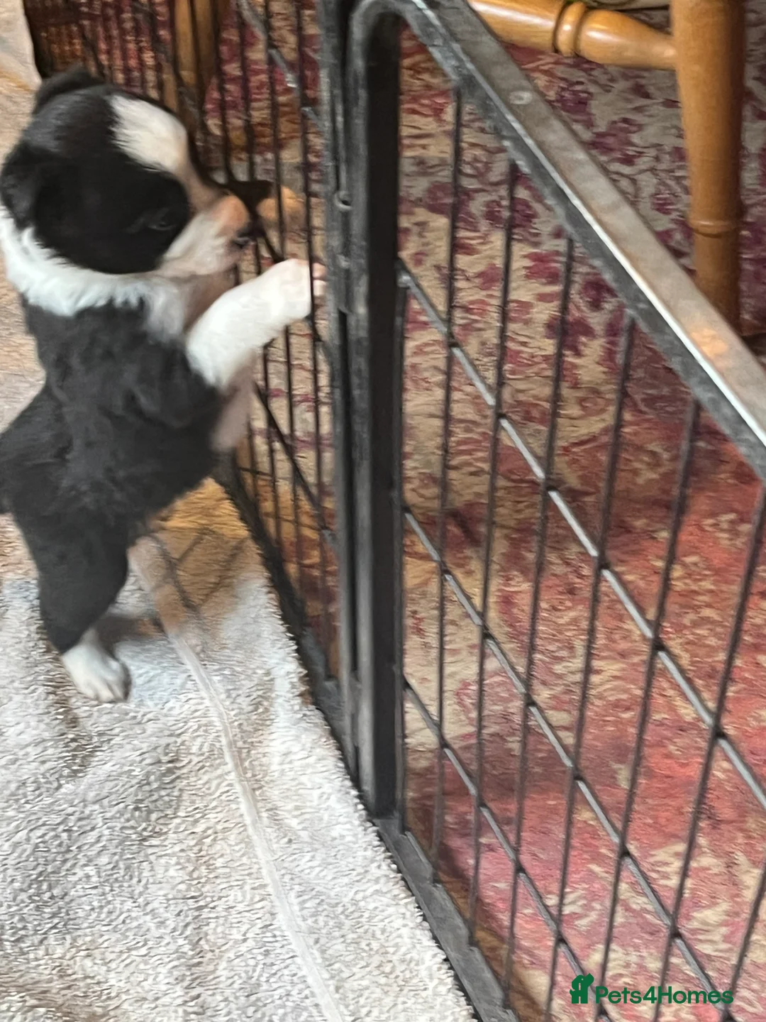 Border Collie dogs for sale: Border collie puppies, excellent litter!!  - Advert 17
