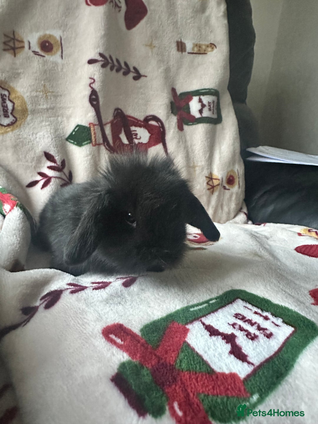 Mini Lop rabbits for sale: Adorable Baby Mini Lops Looking for Loving Homes - Advert 5
