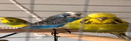 Budgerigars birds for sale: Budgies free to a good home  in Saint Leonards-on-sea - Advert 4