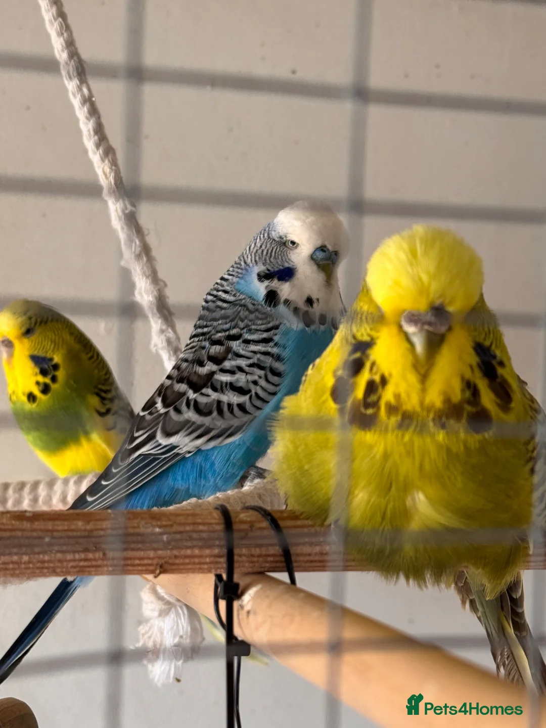 Budgerigars birds for sale: Budgies free to a good home  in Saint Leonards-on-sea - Advert 4
