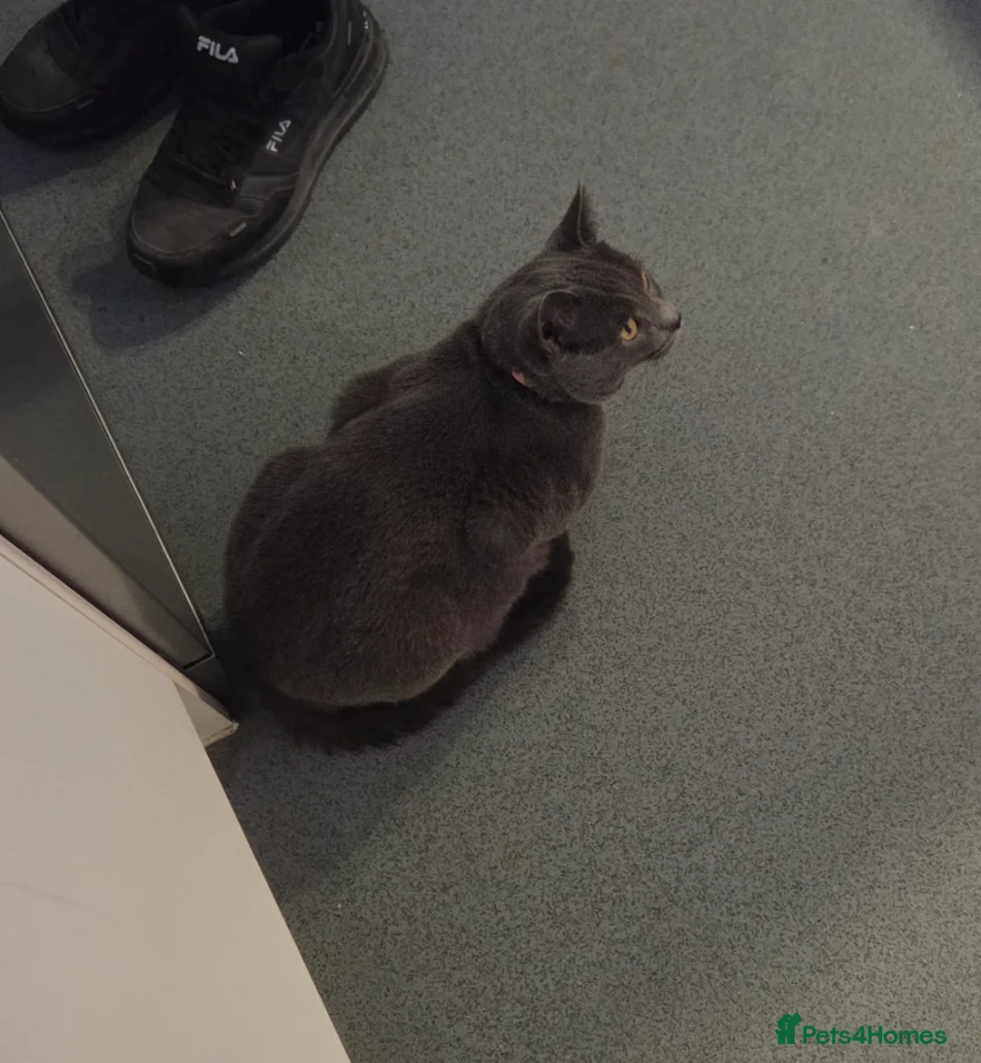 British Shorthair cats for sale: British blue not registered - Advert 6