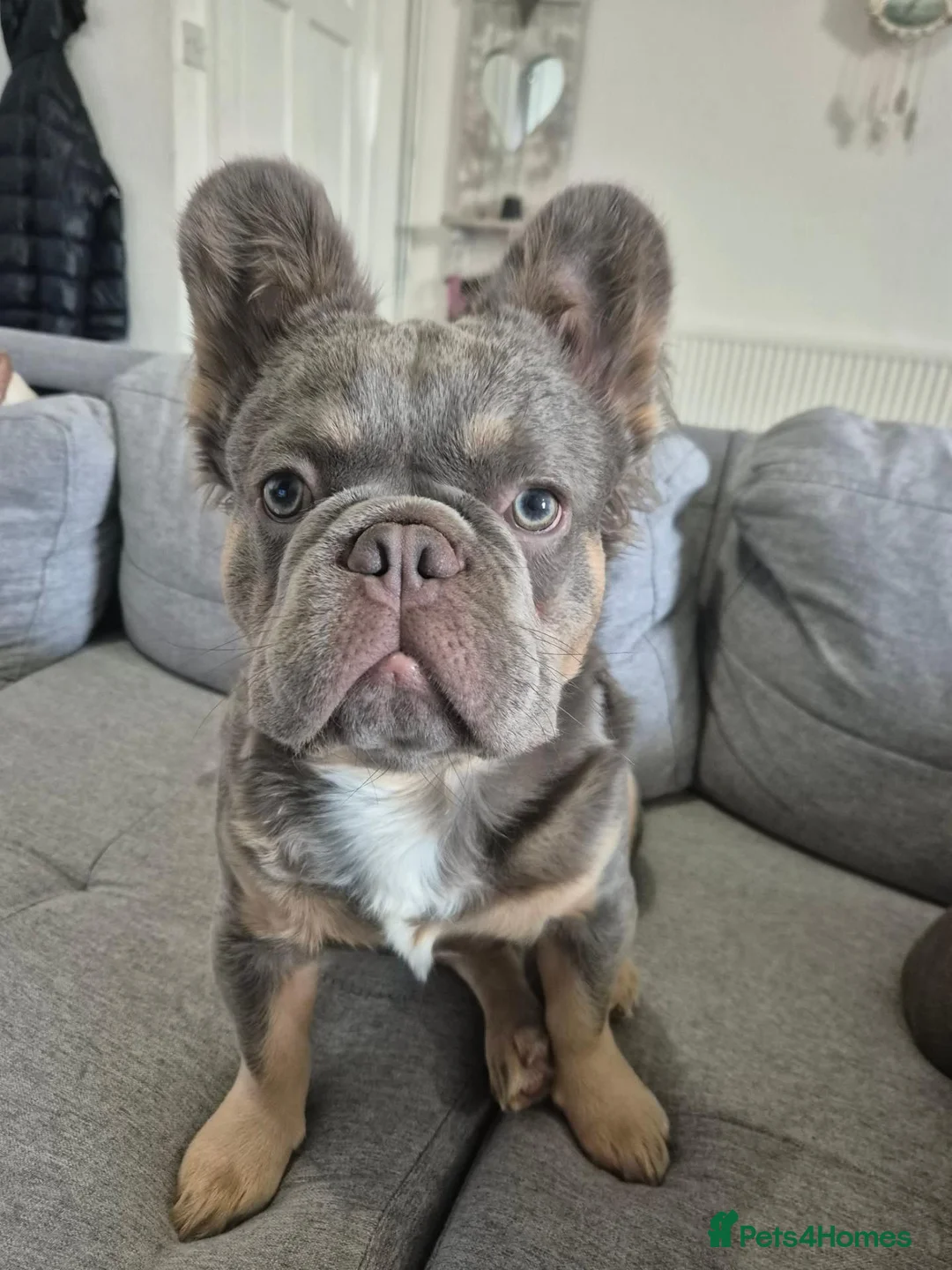 French Bulldog dogs for stud: French fluffy - Advert 2