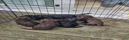 Sproodle dogs for sale: Sproodle puppies 2x brown males - Advert 9