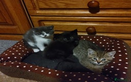 Mixed Breed cats for sale: For sale  - Image 2