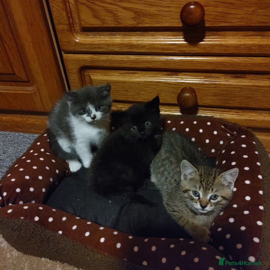 Mixed Breed cats for sale: For sale  - Image 2