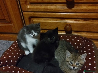 Mixed Breed cats - Advert 6