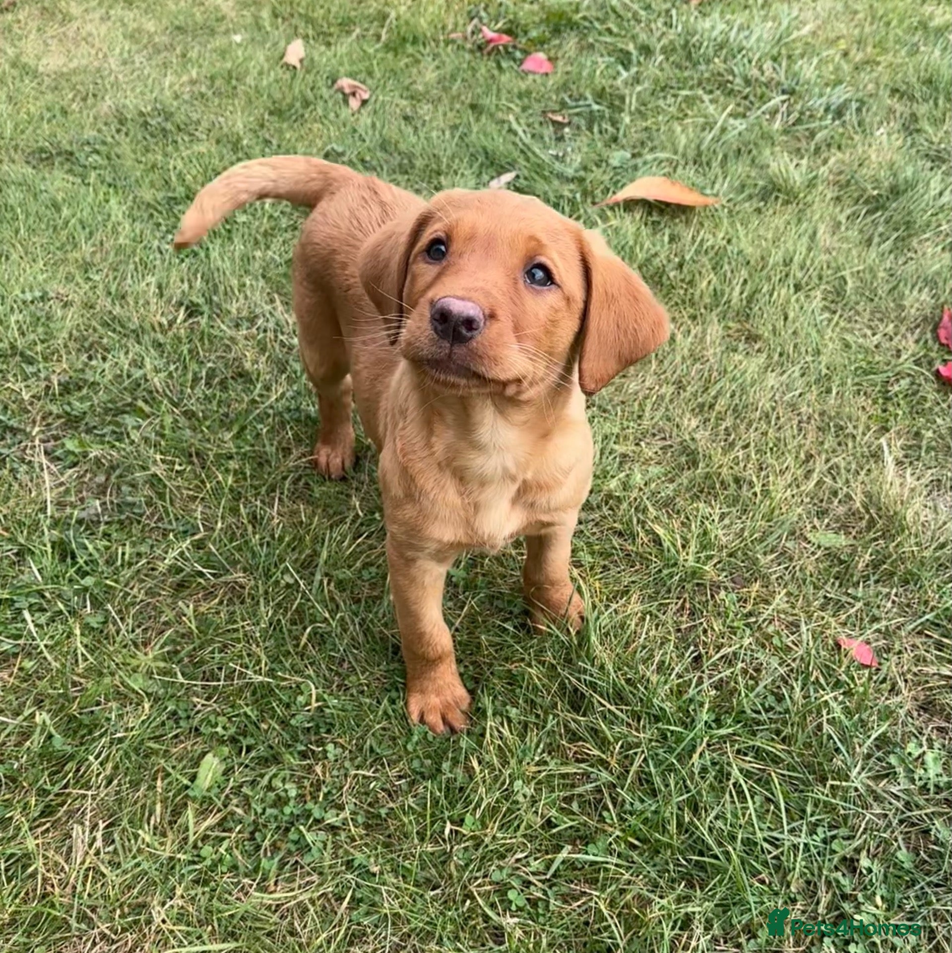 Labrador Retriever dogs Black & Fox Red KC Labradors - Advert 1