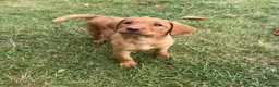 Labrador Retriever dogs for sale: Black & Fox Red KC Labradors - Advert 5