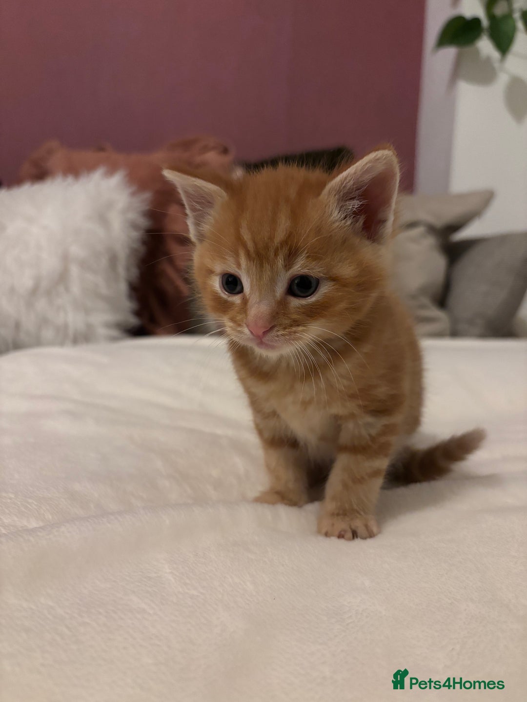 Mixed Breed cats for sale: Maine coon cross kittens  - Advert 4