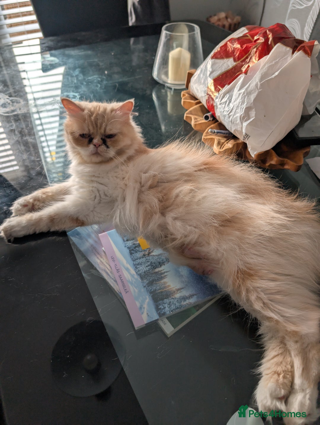 Persian cats for sale: Persian kittens  - Image 11