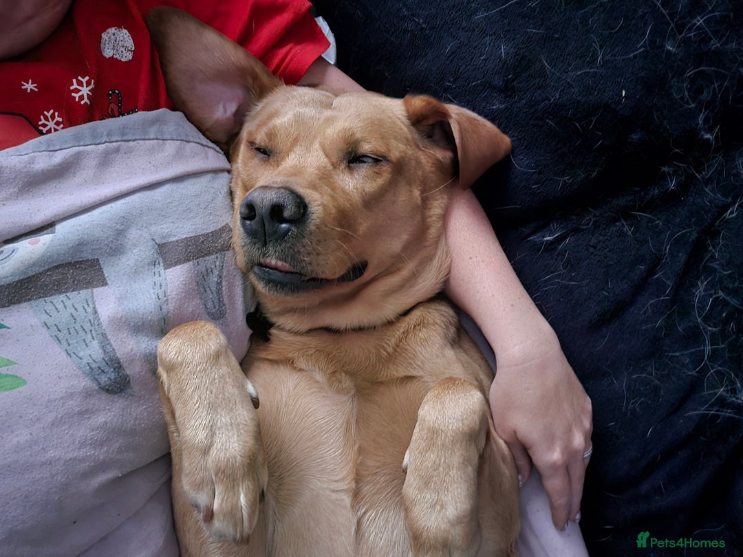 Labrador Retriever dogs for sale: 2 year old kc registered male red labrador  - Advert 4