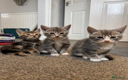British Shorthair cats for sale: Kittens for sale  - Image 7