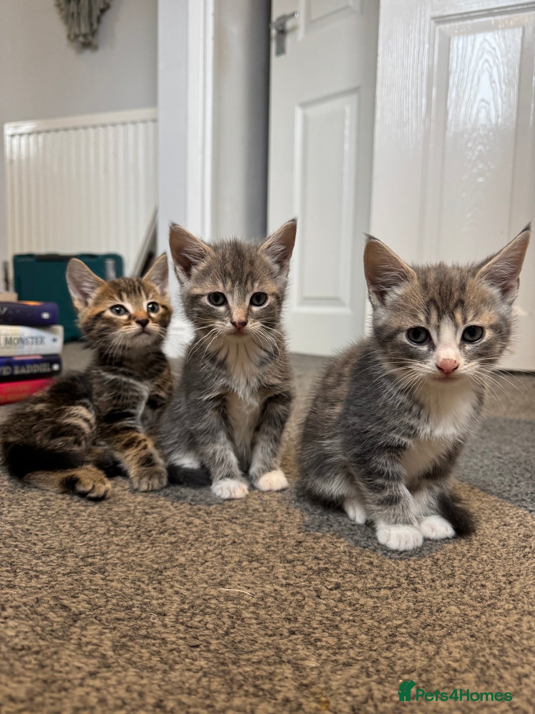 British Shorthair cats for sale: Kittens for sale  - Image 7