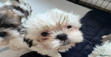 Shih Tzu dogs - Advert 7