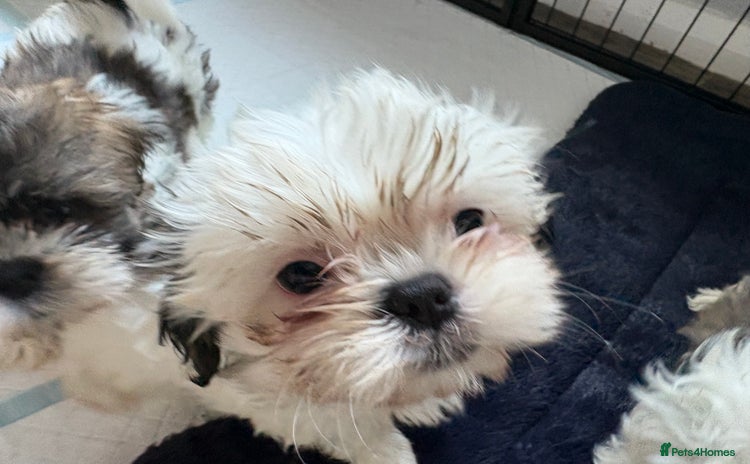 Shih Tzu dogs - Advert 1