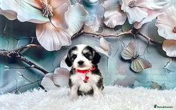 Cockapoo dogs for sale: ⭐️Rare Silver Phantom DNA CLEAR Mini F1 Cockapoos - Image 17