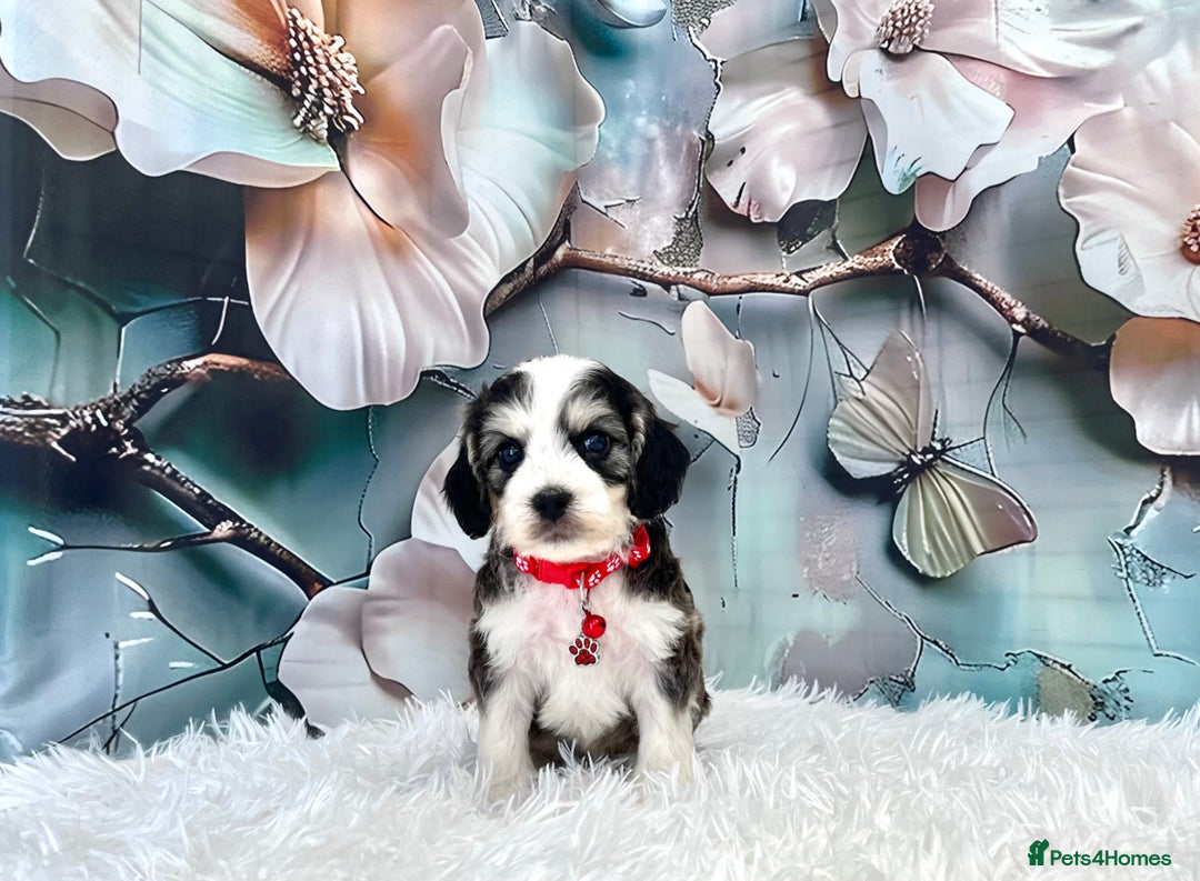 Cockapoo dogs for sale: ⭐️Rare Silver Phantom DNA CLEAR Mini F1 Cockapoos - Image 17