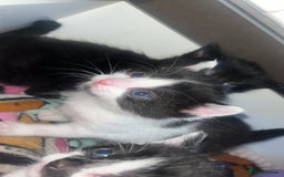 Mixed Breed cats for sale: 2 kittens  - Image 5