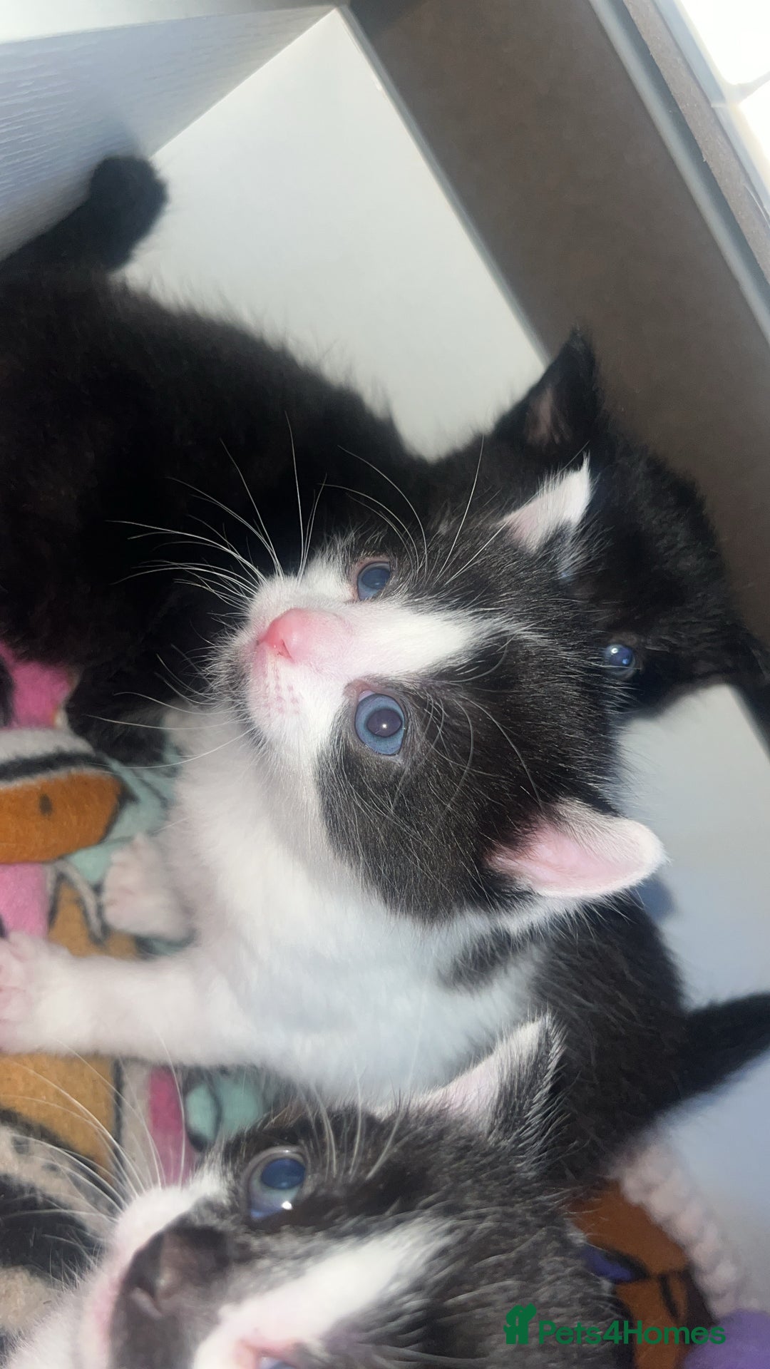 Mixed Breed cats for sale: 2 kittens  - Image 5