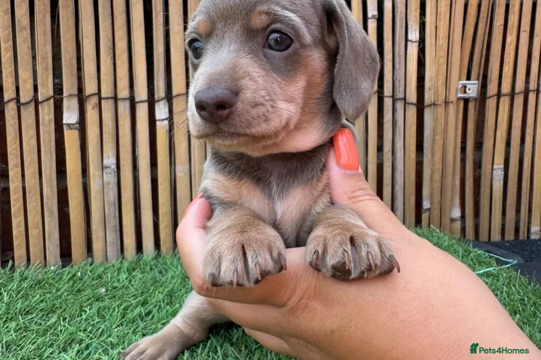 Miniature Dachshund dogs for sale: LOVELY MINIATURE DACHSHUNDS PUPPIES FOR SALE - Advert 6