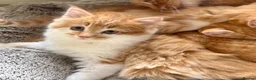 Mixed Breed cats for sale: ABSOLUTELY STUNNING GINGER KITTENS - Advert 4