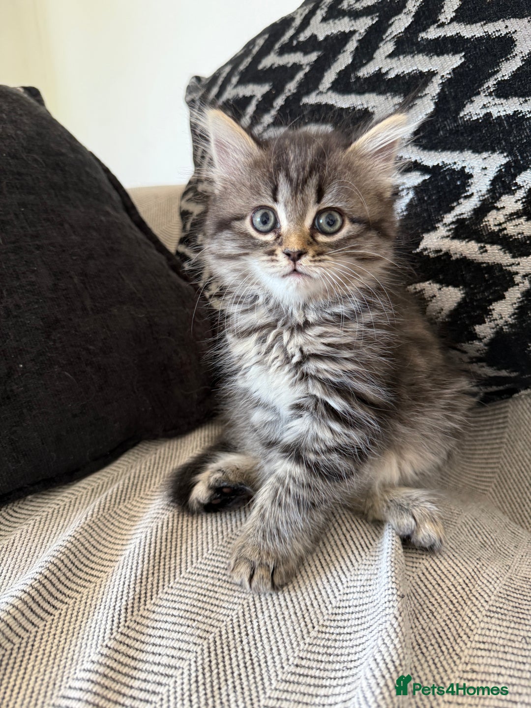 Persian cats for sale: Persian / British shorthair mix 🩷8 weeks old 🩷 - Image 5