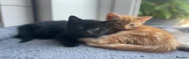 Maine Coon 3